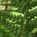 Image of Polystichum retrosopaleaceum (Kodama) Tag.