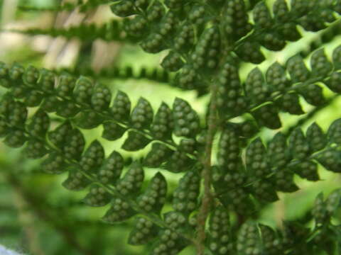 Imagem de Polystichum retrosopaleaceum (Kodama) Tag.