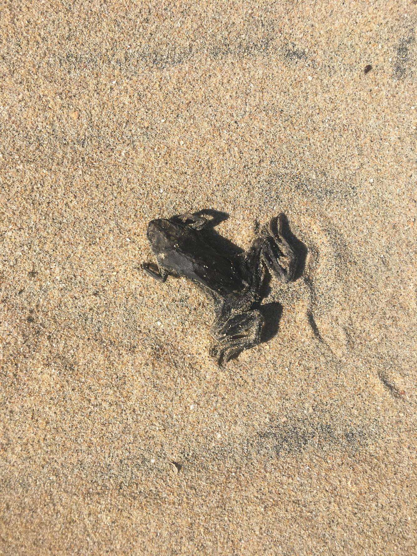 Image of African clawed frog