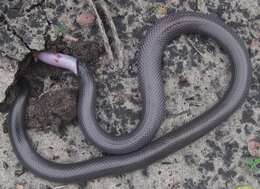 Image of Common Purple-glossed Snake