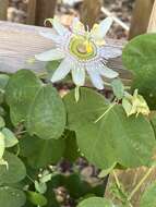 Image of pineland passionflower