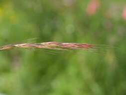 Image of rat's-tail fescue