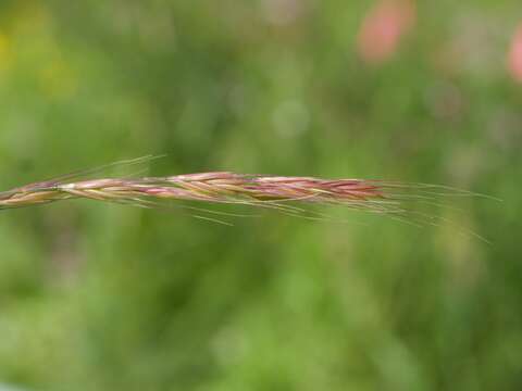 Image of rat's-tail fescue