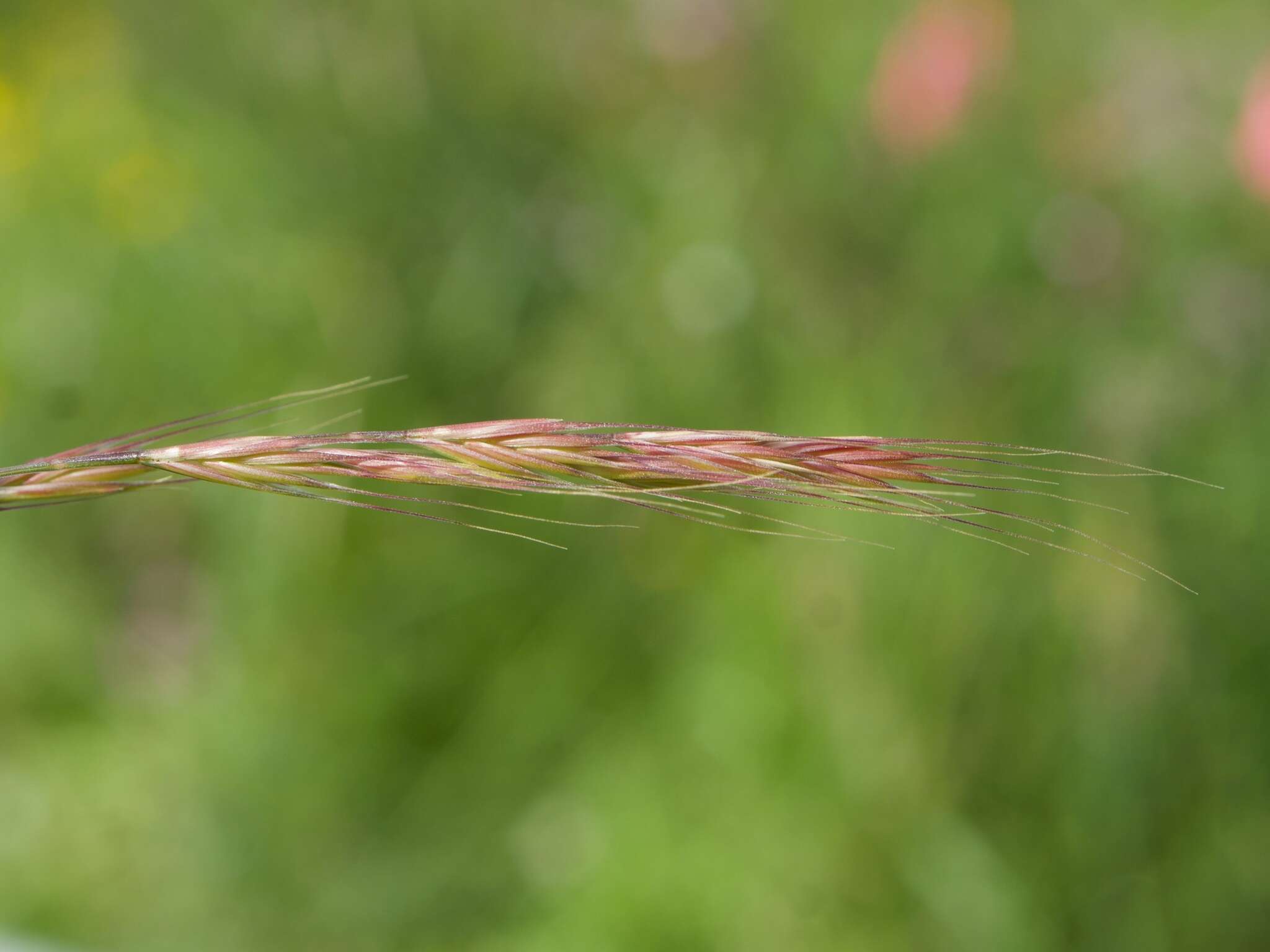 Image of rat's-tail fescue