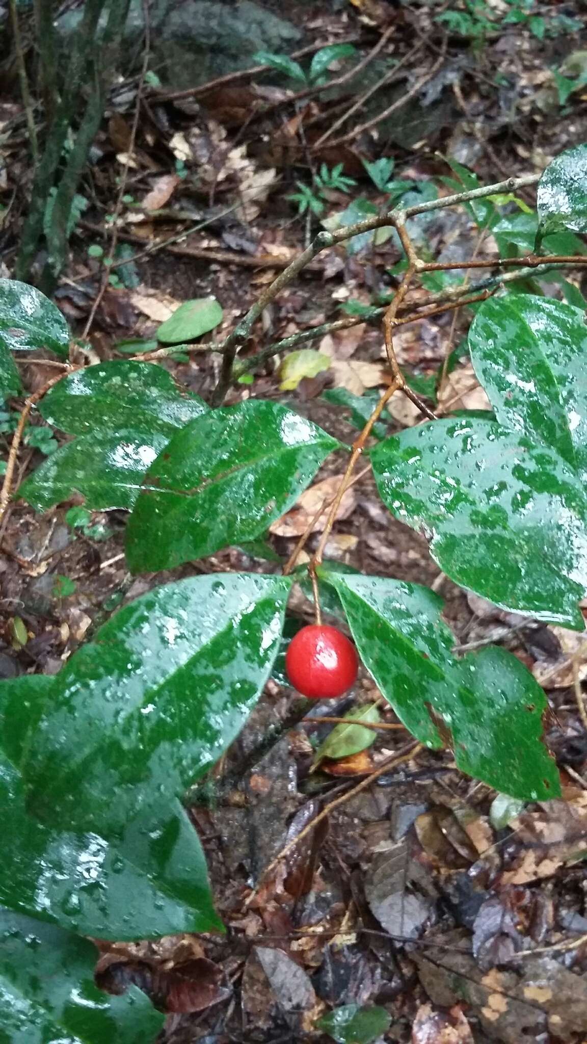 Image of Christmas cherry