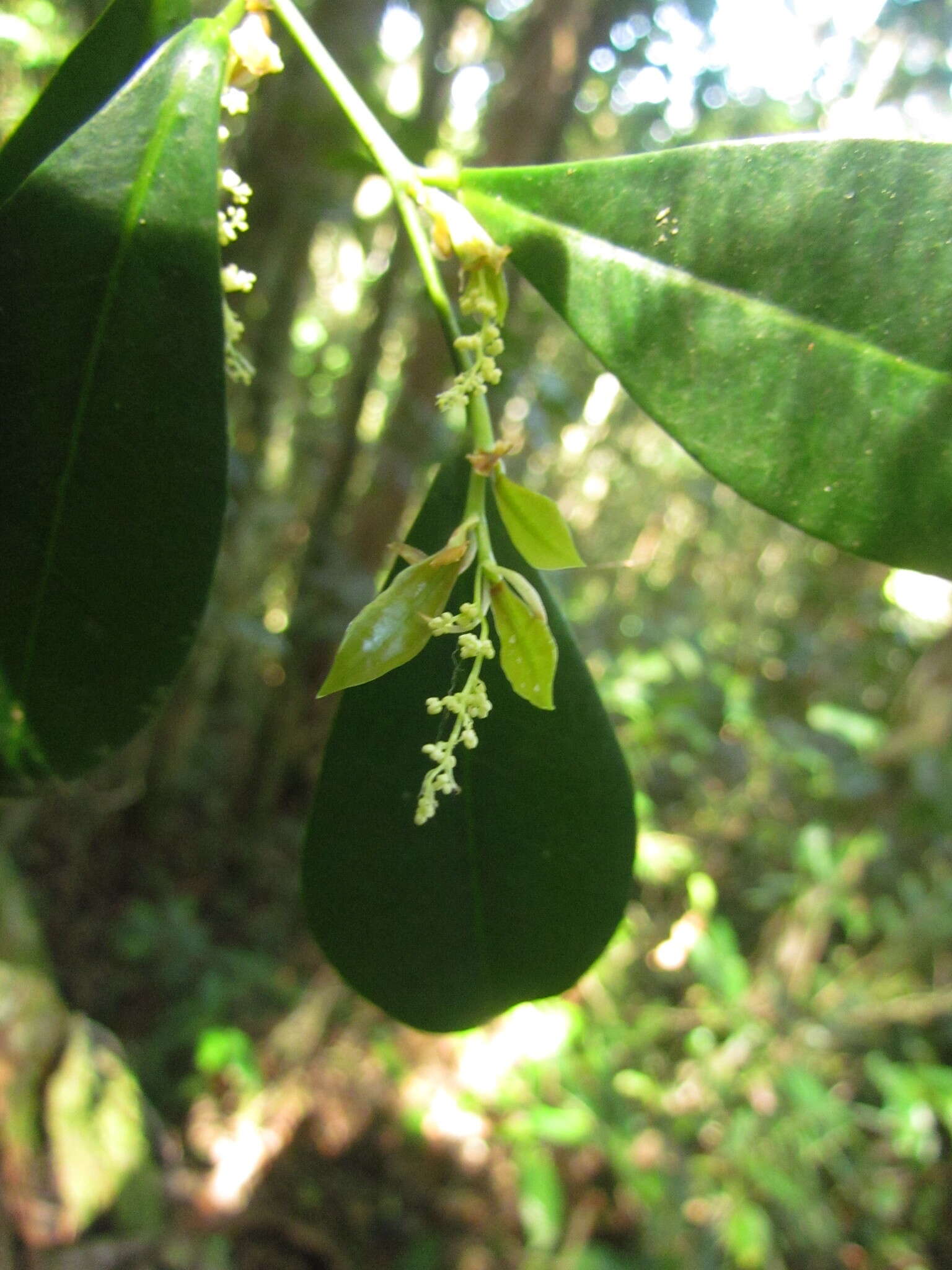 Image of Actinostemon concolor (Spreng.) Müll. Arg.