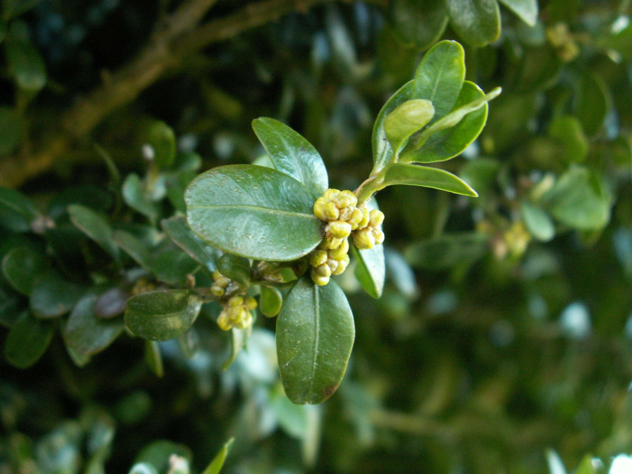 Sivun Buxus sempervirens L. kuva