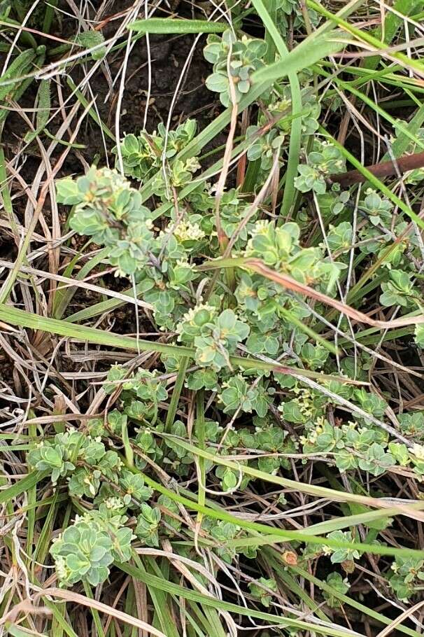 Image of Pimelea spinescens subsp. spinescens