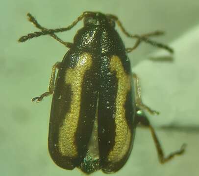 Image of Striped flea beetle