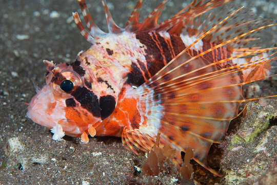 Image of Pterois paucispinula Matsunuma & Motomura 2015