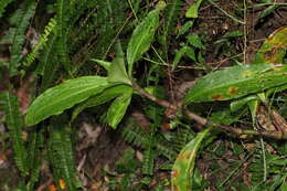 Слика од Pollia macrophylla (R. Br.) Benth.