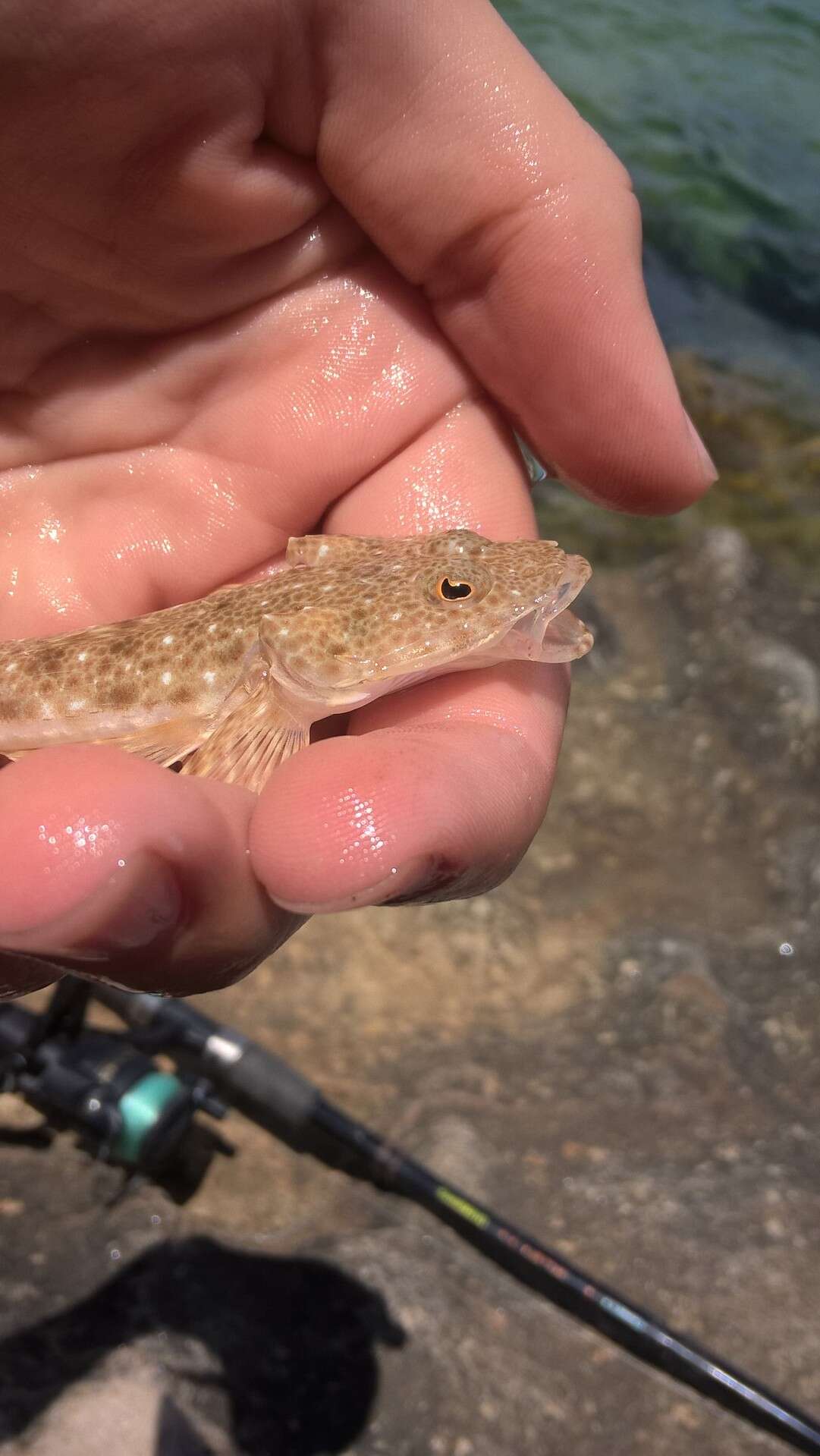 Image of Blue-spotted flathead