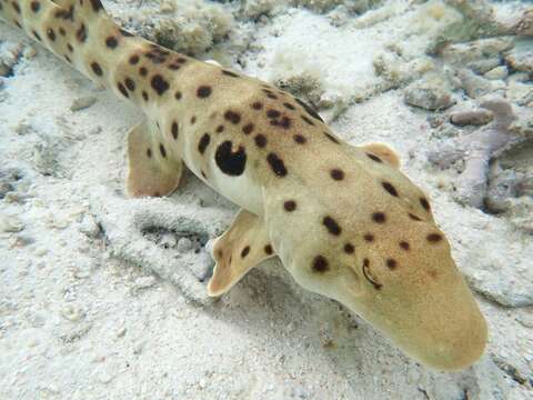 Image of epaulette sharks