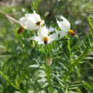 Imagem de Solanum pinnatisectum Dun.