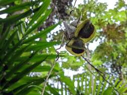 Imagem de Dioscorea polygonoides Humb. & Bonpl. ex Willd.