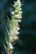 Image of Digitalis viridiflora Lindl.