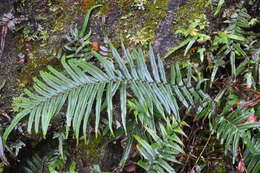 Слика од Pteris vittata L.