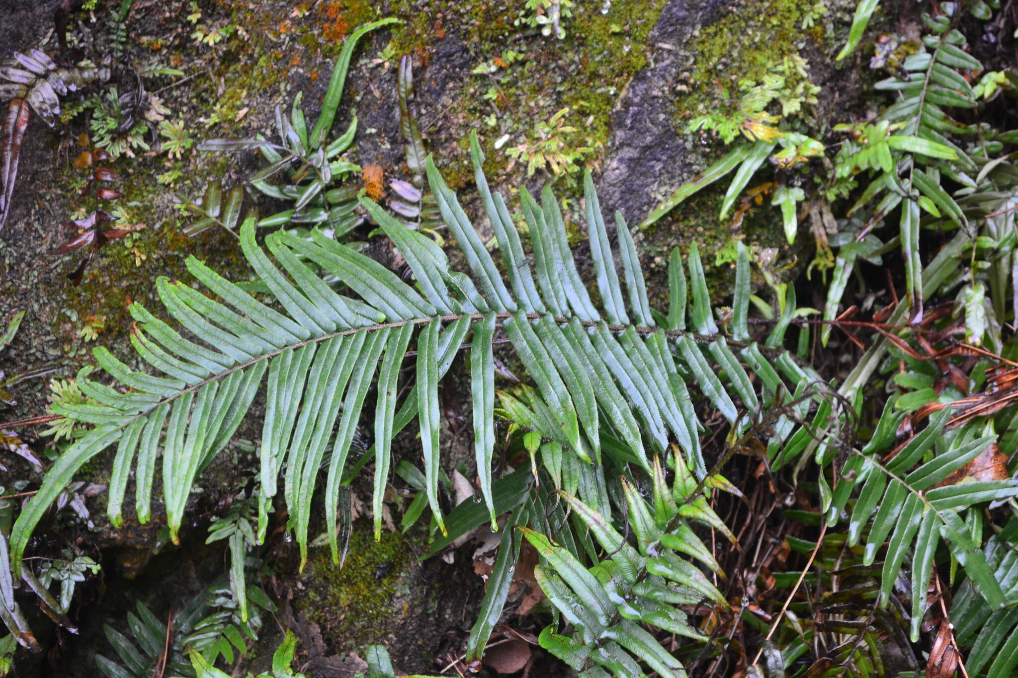 Imagem de Pteris vittata L.