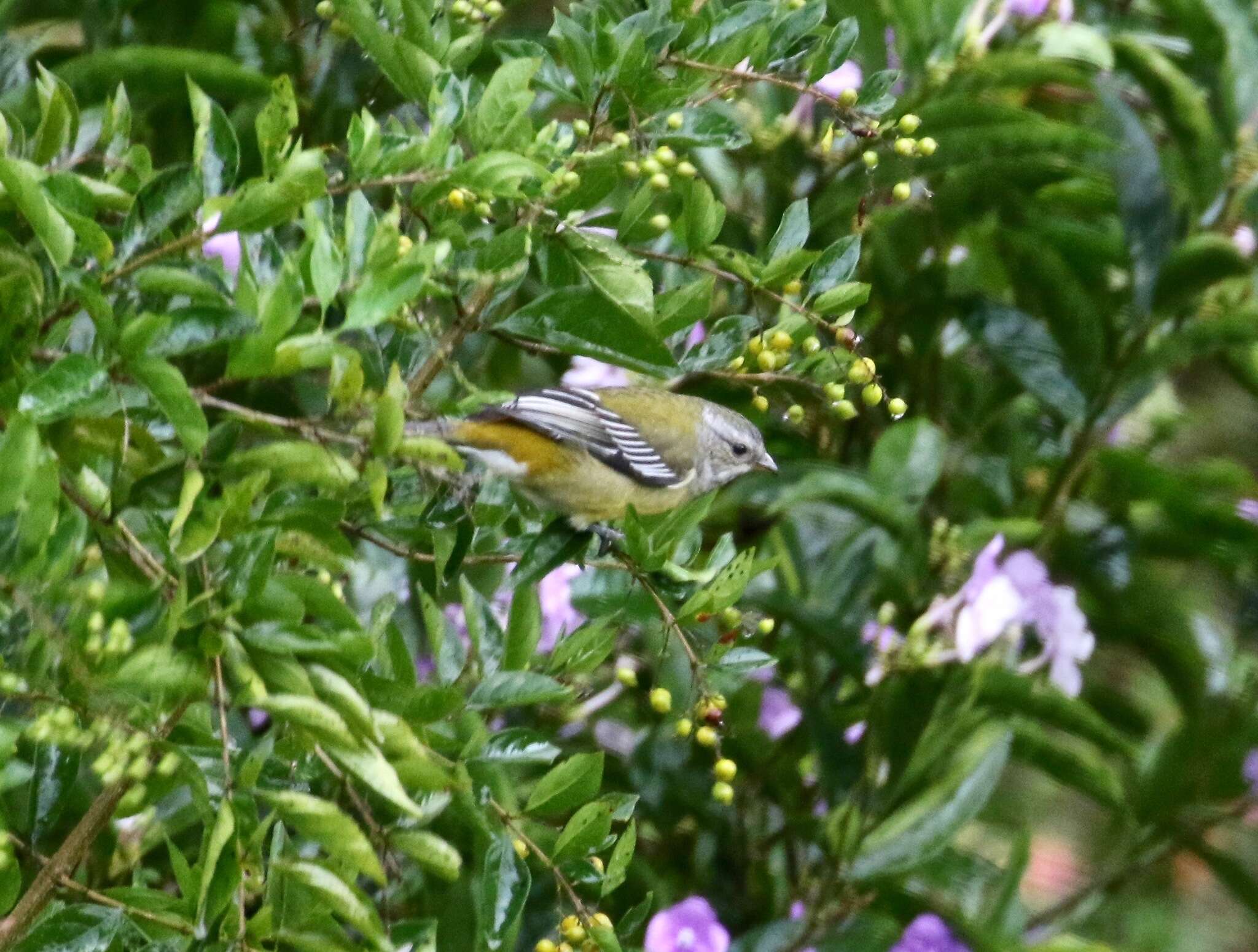 Spindalis nigricephala (Jameson 1835)的圖片