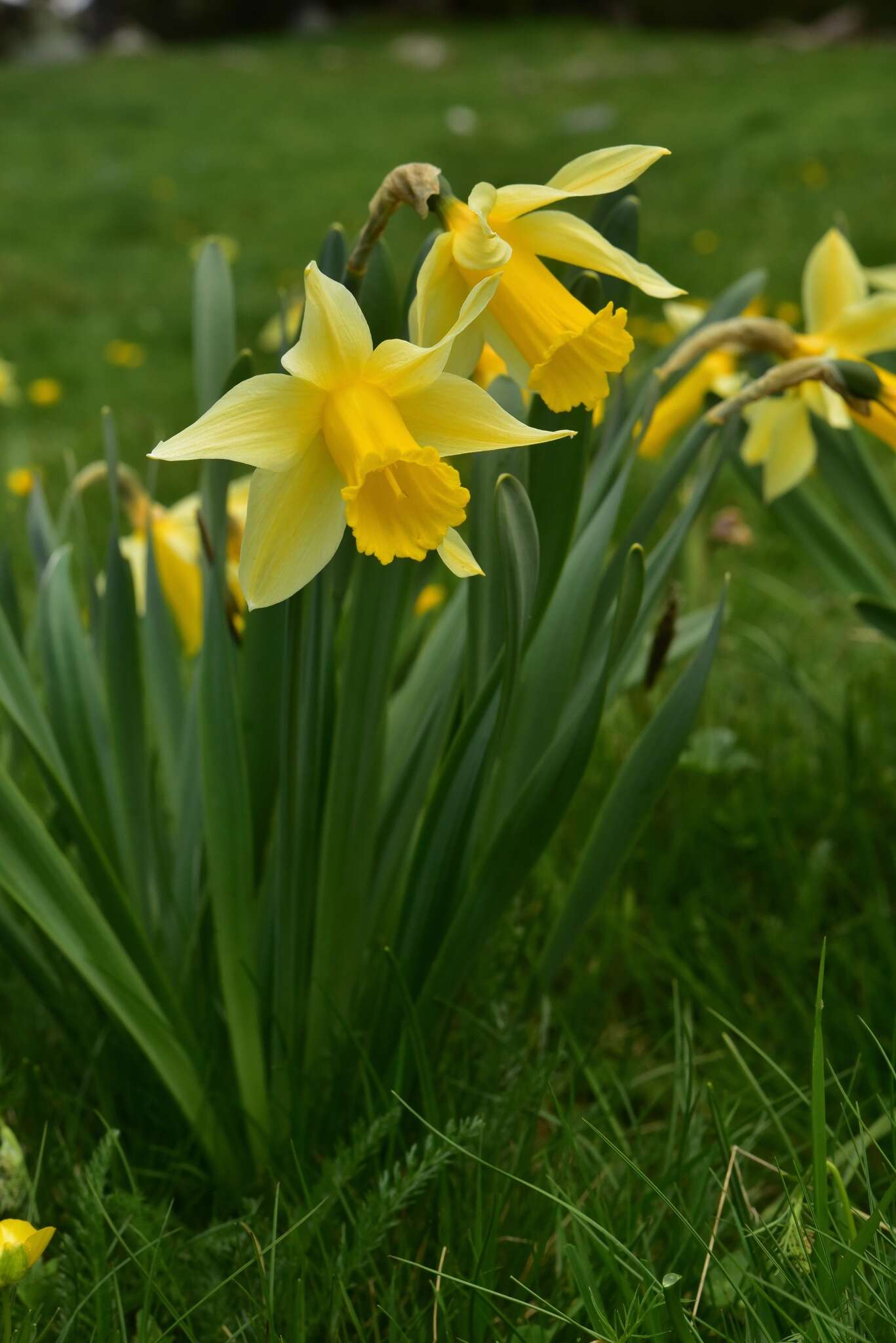 Narcissus bicolor L. resmi