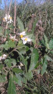 Image of Solanum bonariense L.