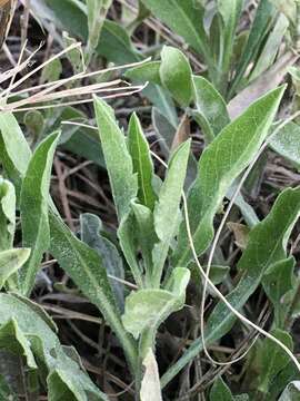 Imagem de Noticastrum acuminatum (DC.) Cuatrec.