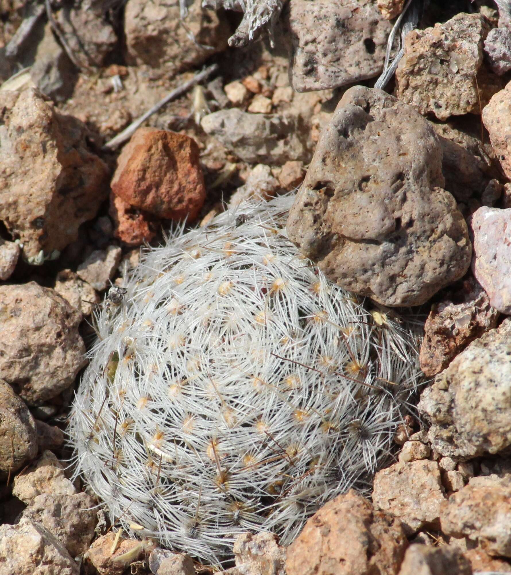 Image of Mammillaria nana Backeb. ex Mottram