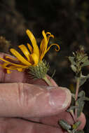 Image of Grindelia tarapacana Phil.