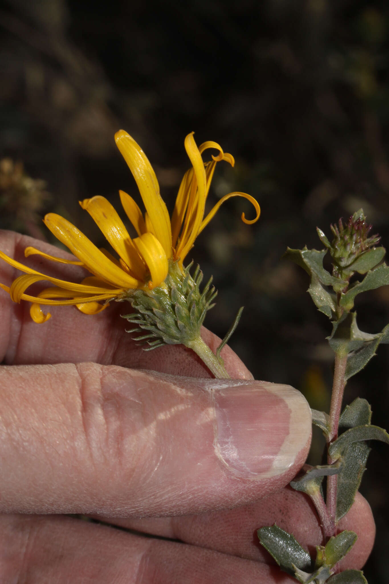 Image of Grindelia tarapacana Phil.