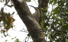 Image of Paradise Riflebird