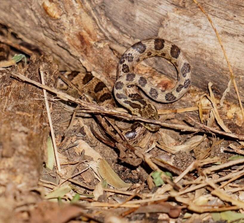 Image of Leptodeira annulata pulchriceps Duellman 1958