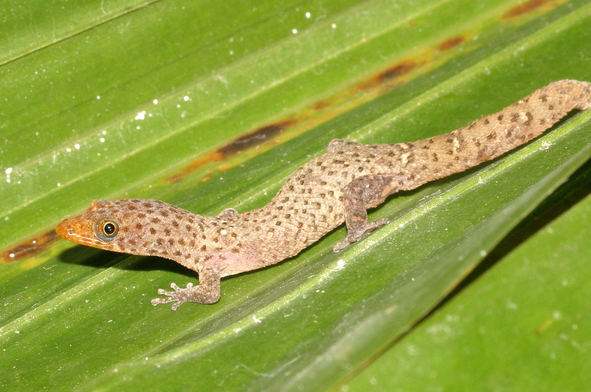 Image of Caicos Least Gecko