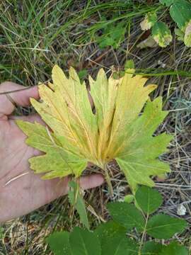 Image of Wenatchee Mountains checkermallow