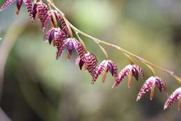 Image of Stelis restrepioides (Lindl.) Pridgeon & M. W. Chase