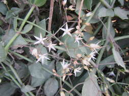 Image of Crassula sarmentosa Harv.