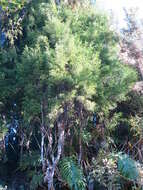 Image of Silver Pine