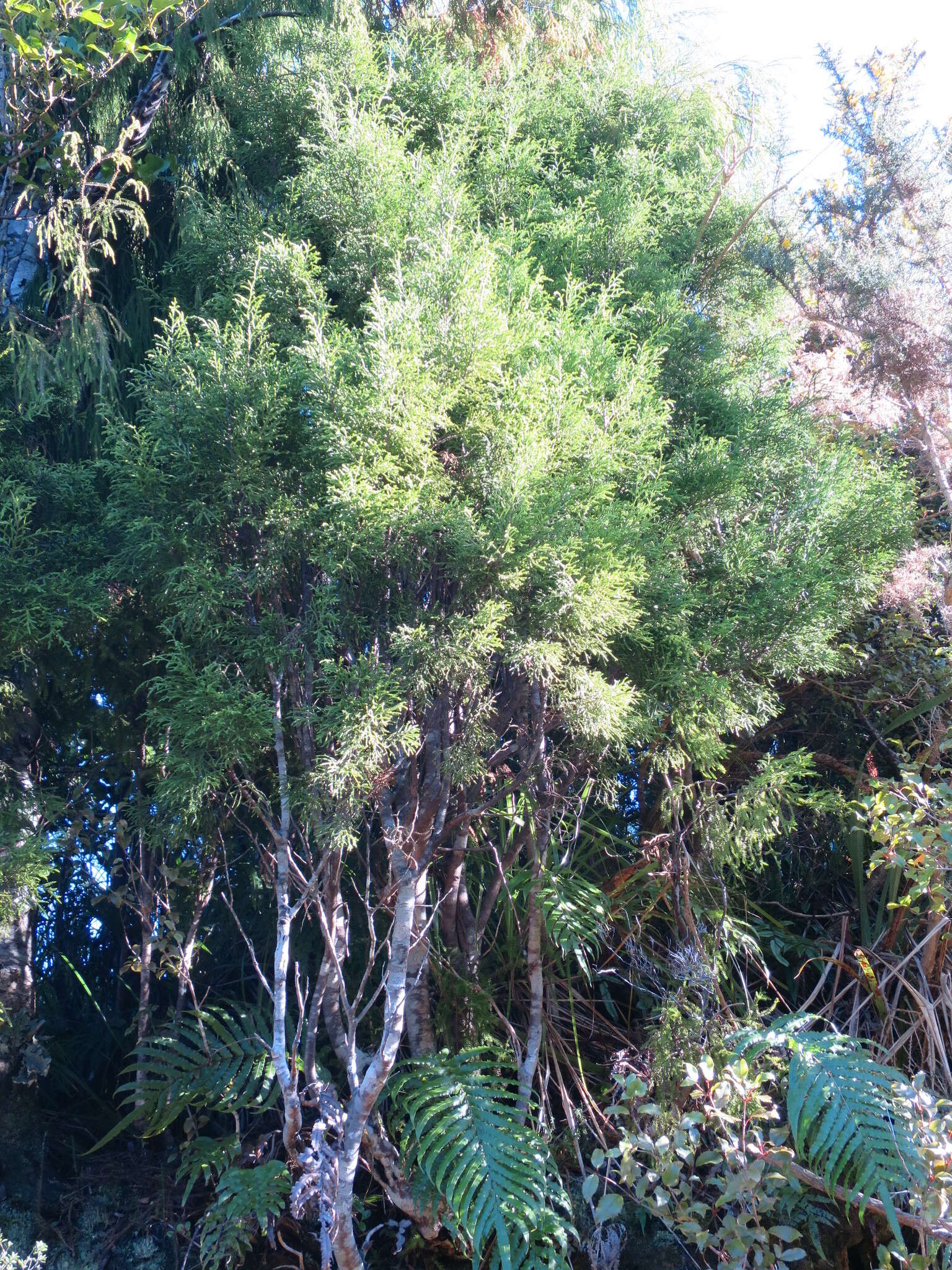 Image of Silver Pine