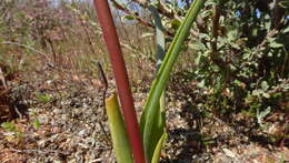 Imagem de Albuca sabulosa (U. Müll.-Doblies & D. Müll.-Doblies) J. C. Manning & Goldblatt