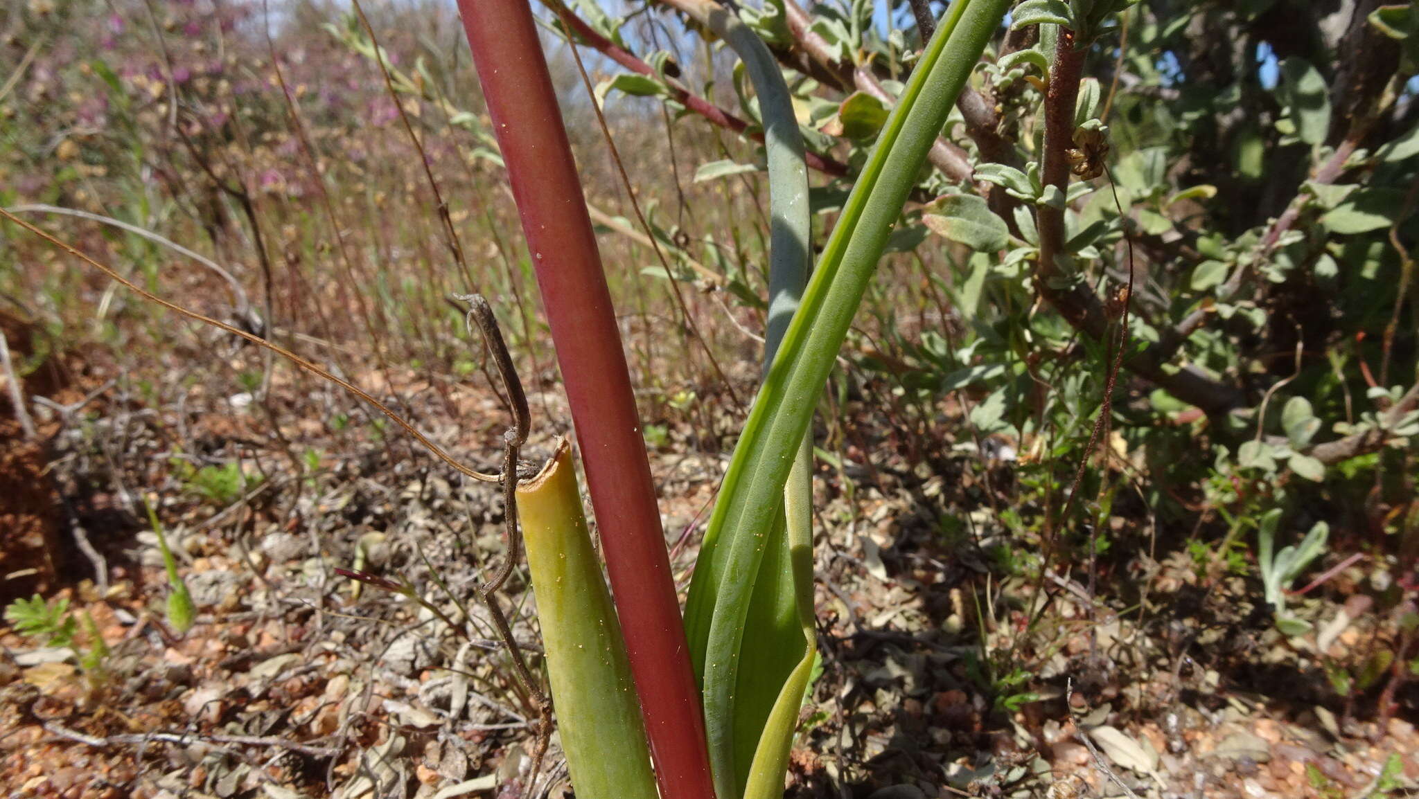 Imagem de Albuca sabulosa (U. Müll.-Doblies & D. Müll.-Doblies) J. C. Manning & Goldblatt