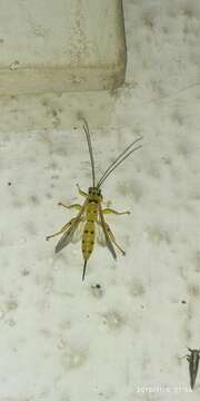 Image of Parasitoid wasp