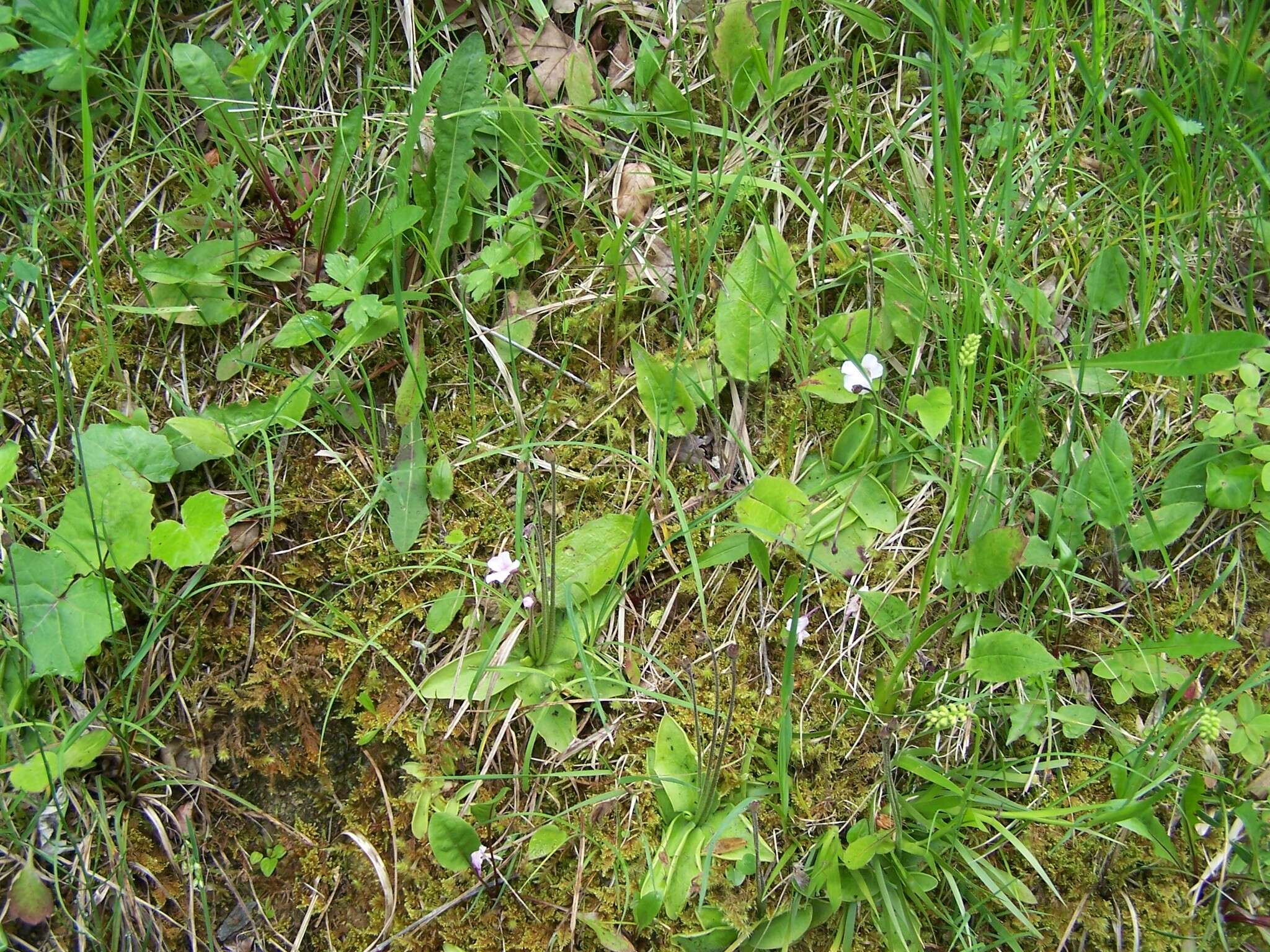 Image of Pinguicula grandiflora subsp. rosea (Mutel) Casper