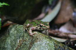 Image de Odorrana huanggangensis Chen, Zhou & Zheng 2010