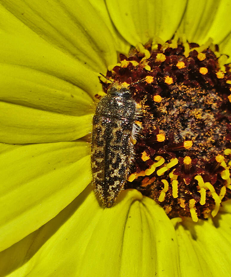 Image of Acmaeodera labyrinthica Fall 1899