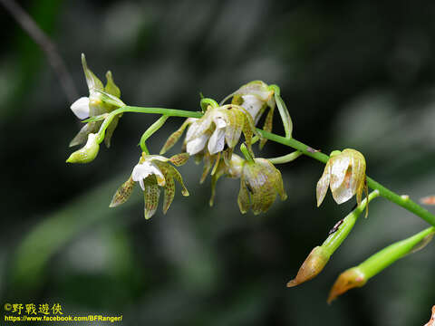 Chrysoglossum ornatum Blume的圖片