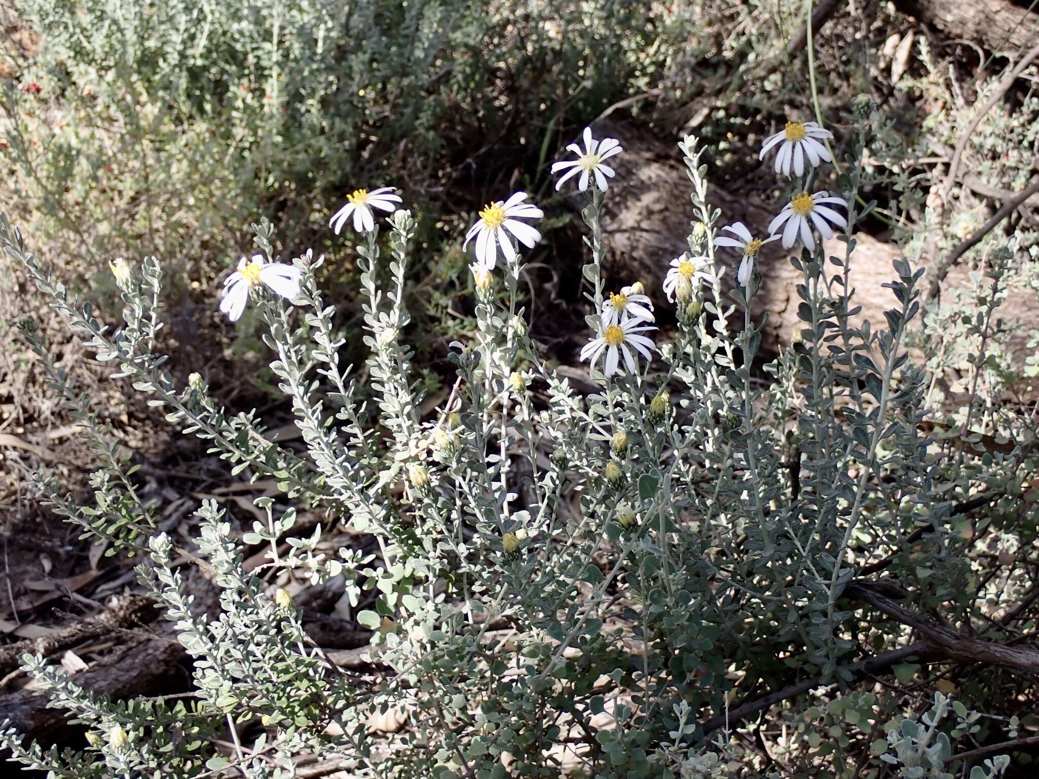 Слика од Olearia pimeleoides (DC.) Benth.