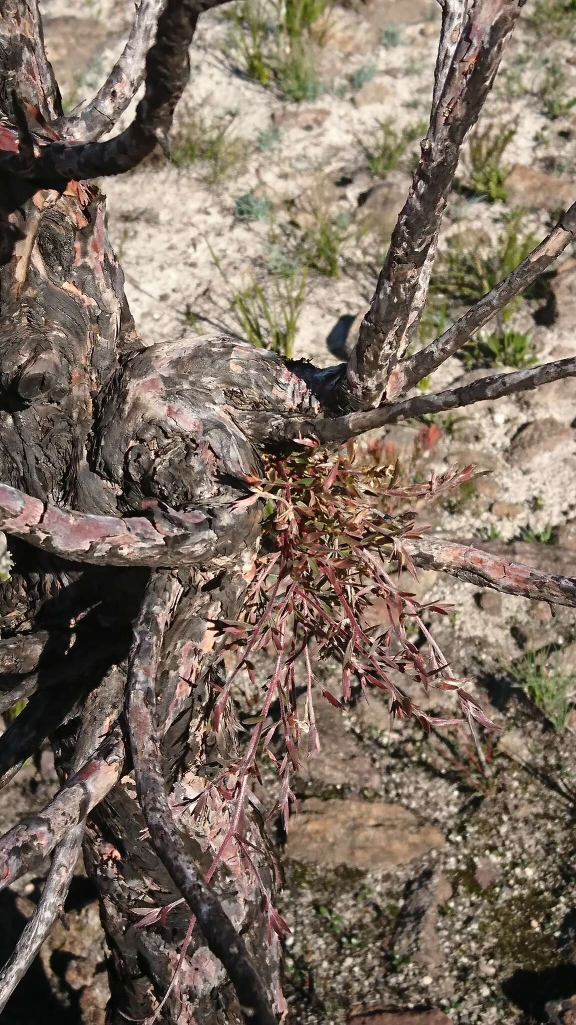 Sivun Leptospermum trinervium (Smith) J. Thompson kuva