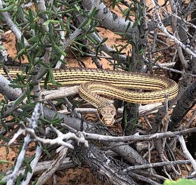 Coluber taeniatus taeniatus (Hallowell 1852)的圖片