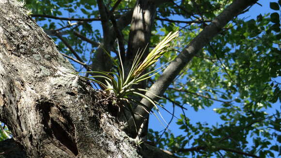 Tillandsia concolor L. B. Sm.的圖片