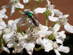 Image of white crownbeard