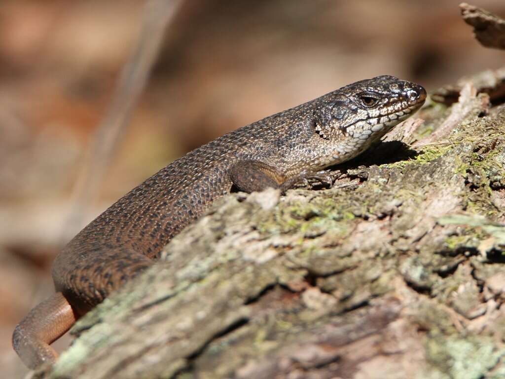 Image of Egernia saxatilis intermedia Cogger 1960